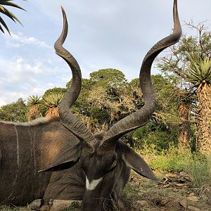 South Africa Hunting Kudu