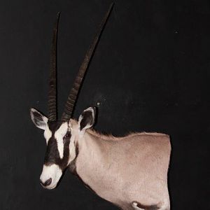 Gemsbok Shoulder Mount Pedestal Taxidermy