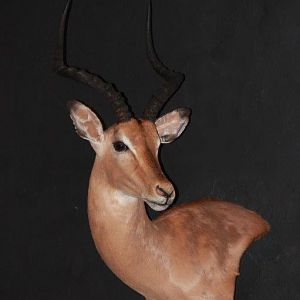 Impala Wall Mount Pedestal Taxidermy