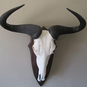 Blue Wildebeest European Skull Mount Taxidermy