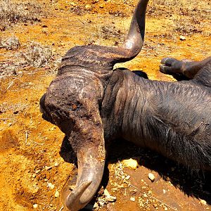 Hunt Buffalo in South Africa