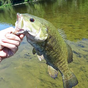 SW Ontario Canada Fly Fishing River Bass