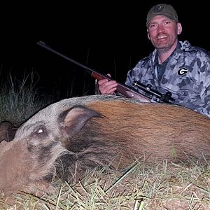 South Africa Hunt Bushpig