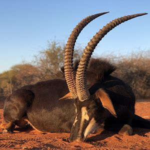 Sable Antelope Hunt South Africa