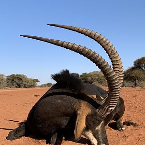 South Africa Hunting Sable