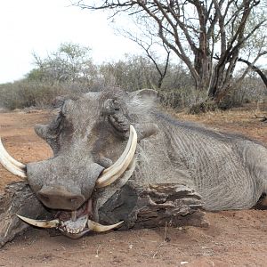 Hunt Warthog in South Africa