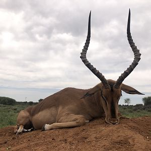 Impala Hunting South Africa