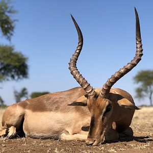 South Africa Hunt Impala