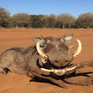 Hunting Warthog in South Africa