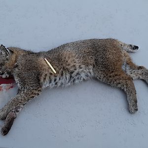 USA Hunting Bobcat