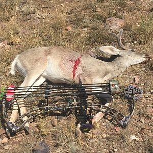 Bow Hunt Coues Deer