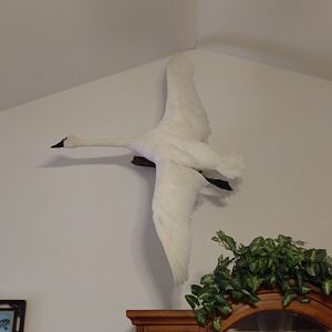 Tundra Swan Full Mount Taxidermy