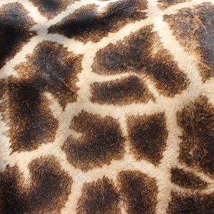 Giraffe fingerprint