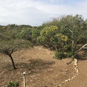 Hunting Red Duiker in South Africa