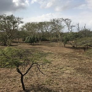 Red Duiker Hunt South Africa