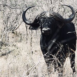 Cape Buffalo South Africa