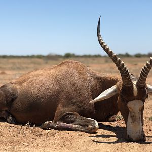 Blesbok Hunting South Africa