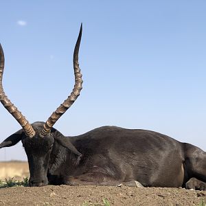 South Africa Hunt Black Impala