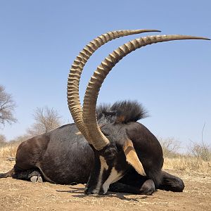 Sable Antelope Hunt South Africa