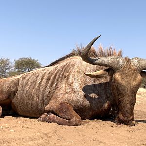 South Africa Hunting Golden Wildebeest