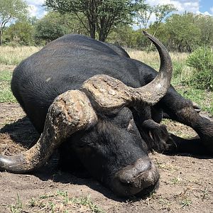 Buffalo Hunting South Africa