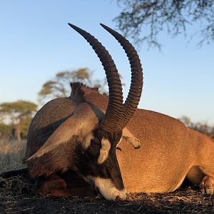 Roan Hunt South Africa