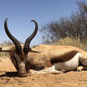 Hunt Springbok in South Africa