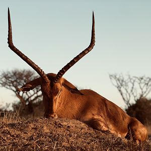 Impala Hunting South Africa