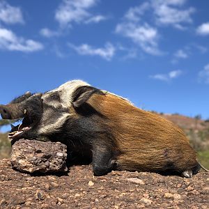 Hunt Bushpig  in South Africa