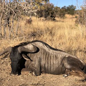 Blue Wildebeest Hunting South Africa