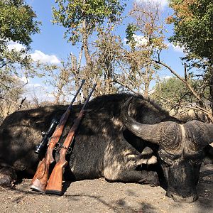 South Africa Hunt Cape Buffalo