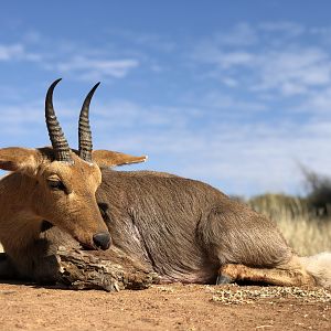 Hunting Mountain Reedbuck in South Africa