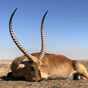 Hunt Lechwe in South Africa