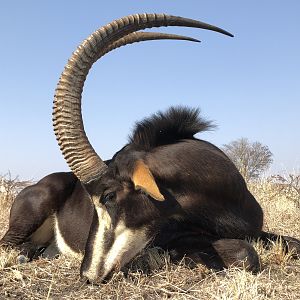 Sable Hunting South Africa