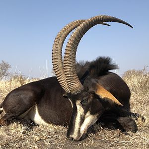 South Africa Hunt Sable Antelope