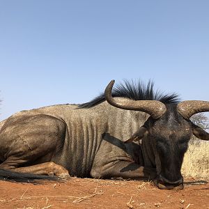 Hunting Blue Wildebeest in South Africa