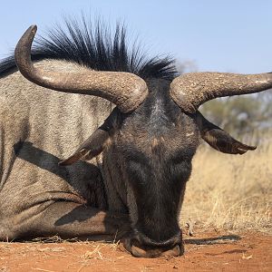 Blue Wildebeest Hunt South Africa