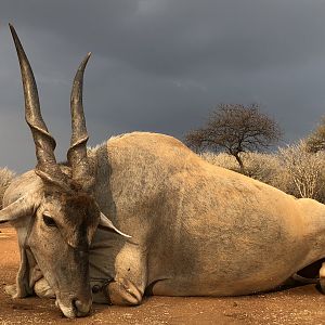 South Africa Hunting Eland