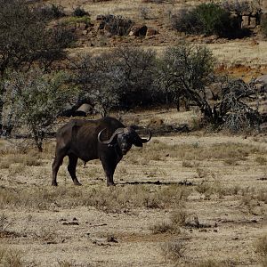 Cape Buffalo in South Africa