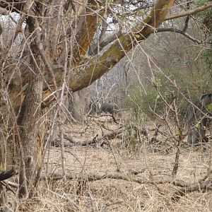 Cape Buffalo in the thick cover