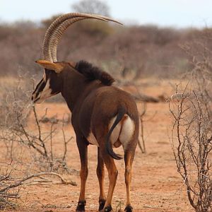 Sable Antelope in South Africa