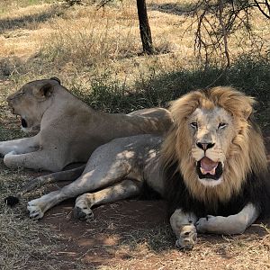 Lions South Africa