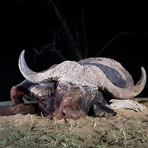 Cape Buffalo Hunt South Africa