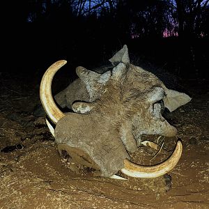 Warthog Hunting South Africa