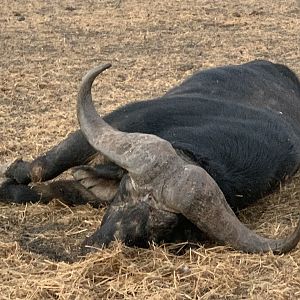 Buffalo Hunting South Africa