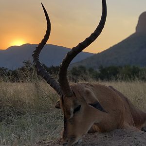 Hunting Impala in South Africa