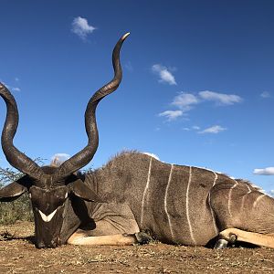 Hunt Kudu in South Africa