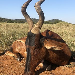 South Africa Hunt Red Hartebeest