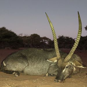 Hunting Waterbuck in South Africa