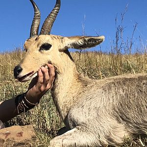 Mountain Reedbuck Hunt South Africa